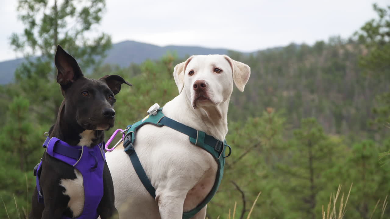 A white dog and black puppy look out into the evergreen forest on a nature hiking trail