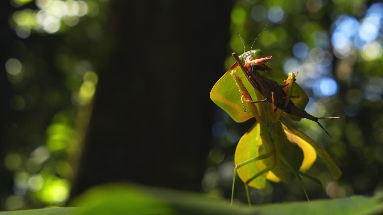 Predator behavior—cobra mantis consumes a brown grasshopper on a leafy perch in Peru’s jungle.