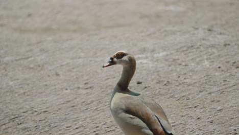 Egyptian-Goose-On-A-Sunny-Day-In-Africa