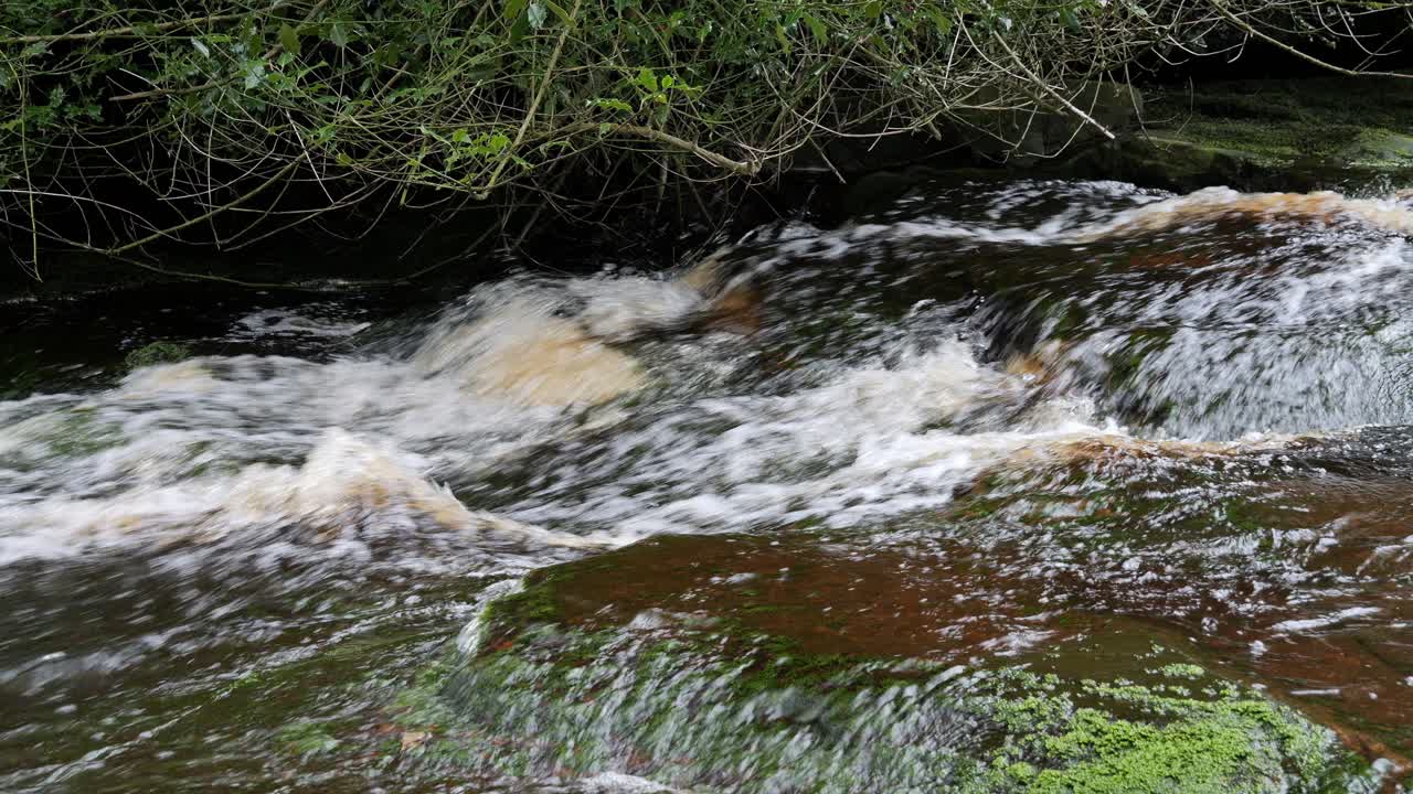 Cascata di un ruscello forestale che scorre lentamente, scena di serenità della natura con una pozza tranquilla sottostante, vegetazione lussureggiante e pietre coperte di muschio, un senso di pace e bellezza incontaminata della natura nell'ecosistema forestale