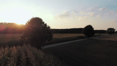 aerial drone flight over a cornfield in the sunset in bavaria, germany.
