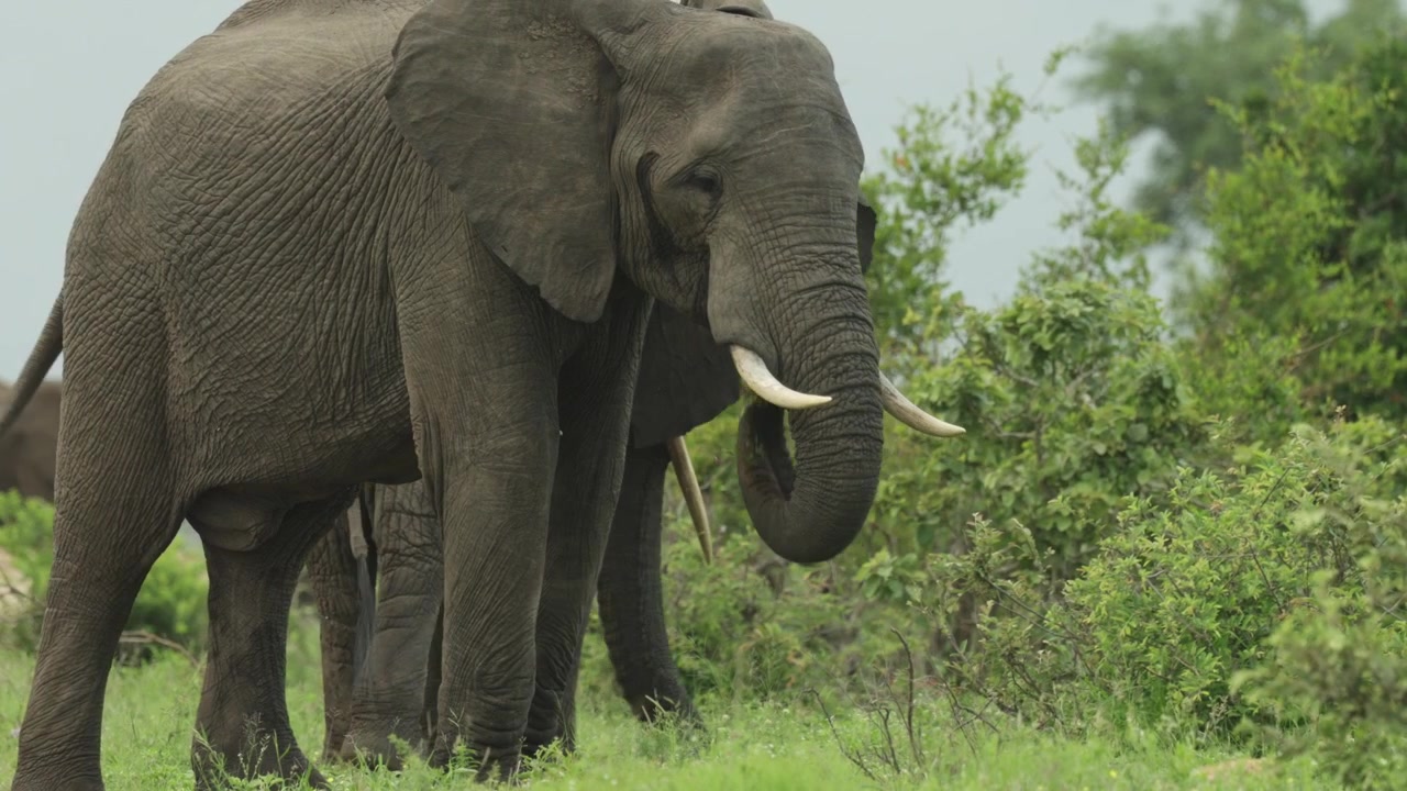 Medium shot of two young African elephants standing in the dirt road while feeding on the green grass next to the road, Kruger National Park.