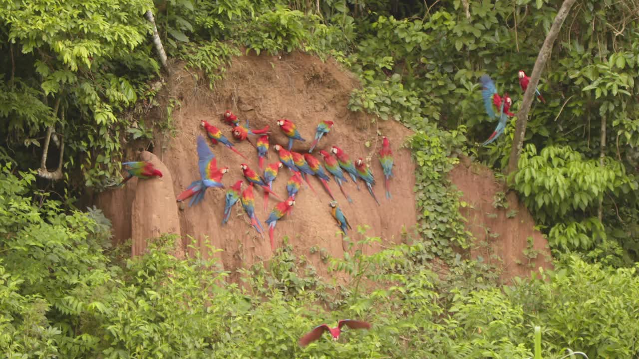 Huge flock of Scarlet macaws at the chuncho clay lick as others join in and leave