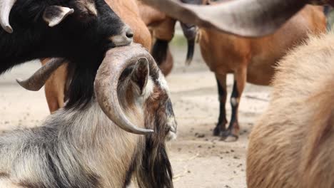 Las-Cabras-Miran-La-Cámara-De-Cerca.