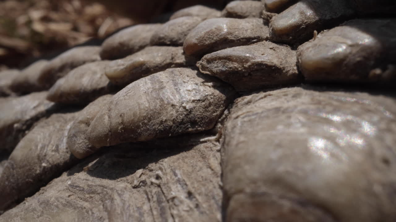 거북이 다리에 비늘 갑옷의 극단적인 클로즈업