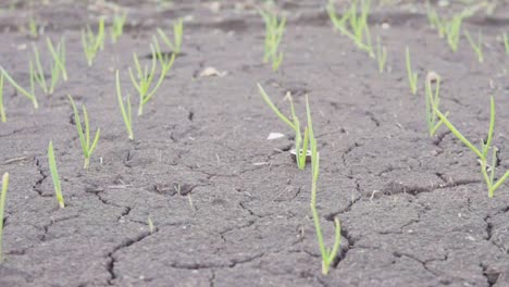 Wachsendes-Grünes-Gras-Auf-Dem-Schwarzen-Boden.-In-Zeitlupe-Aufgenommen