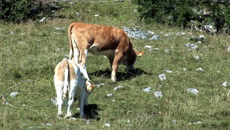 Mountain-pasture-with-cows-in-the-Bavarian-Alps-near-Sudelfeld,-Germany-9