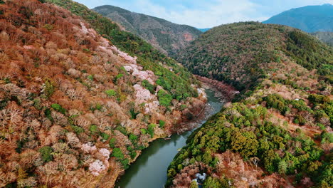 wavy narrow river among the picturesque mountains. thick forests cover the slopes of rocks in kyoto, japan.