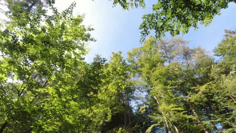 Panning-view-of-forest-tree-peaks-and-blue-sky,-Neckarsteinach-Germany