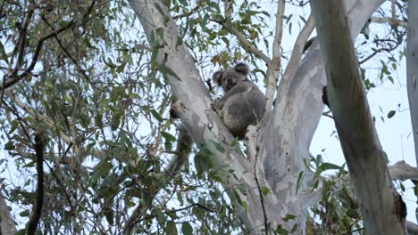 Ein-Wilder-Koalabär-Wacht-Auf,-Nachdem-Er-Hoch-Oben-In-Den-Zweigen-Eines-Australischen-Eukalyptusbaums-Geschlafen-Hat