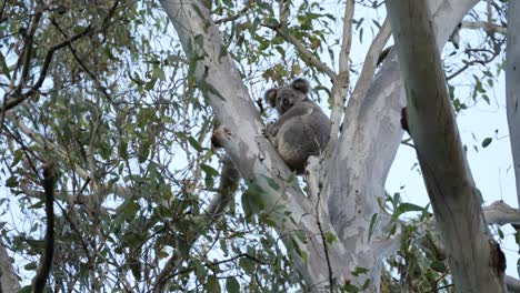 a wild koala bear wakes up after sleeping high up in the branches of an australian native eucalyptus gum tree