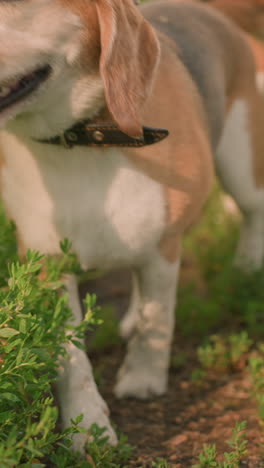 cerca de dos perros en correa caminando con su dueño a lo largo de un camino de tierra en un campo cubierto de hierba, perros mirando con curiosidad y explorando el entorno con sus colas moviendo, el fondo con hierba alta