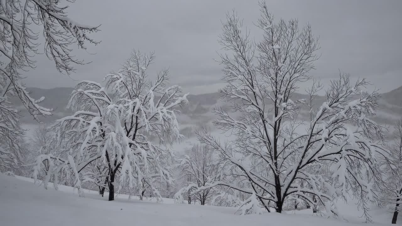 A serene winter landscape video featuring snow-covered trees. Captured from a low angle