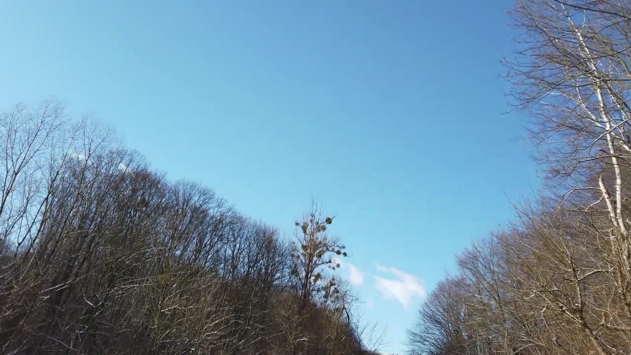 Trægrene mod himlen. Optagelse om vinteren
