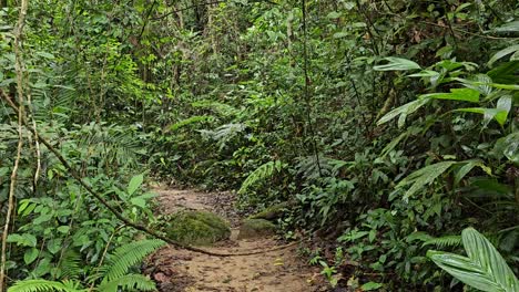 A-mysterious-path-in-the-middle-of-tropical-jungle,-surrounded-by-green-bushes,-leaves-and-ferns