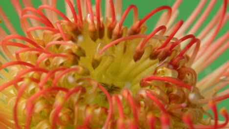 close-up of a pincushion protea flower