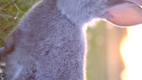 a gray bunny on a green meadow at sunset. a rabbit in a green field