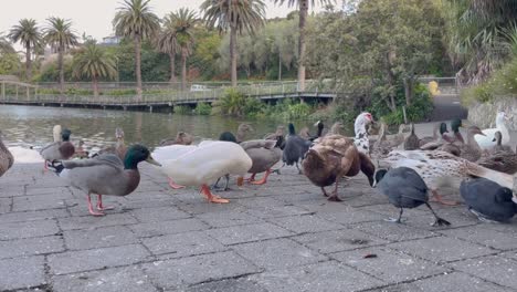 flock of waterfowl ducks being fed by the lakeshore in whanganui, new zealand