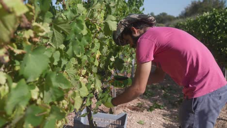 un trabajador recorta racimos de uvas y los arroja a un contenedor durante una cosecha en un viñedo de syrah shiraz.