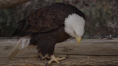 águila-Calva-Herida-Viviendo-En-Santuario