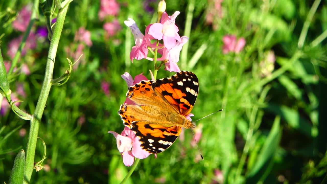 Farfalla e fiori. Rallentatore