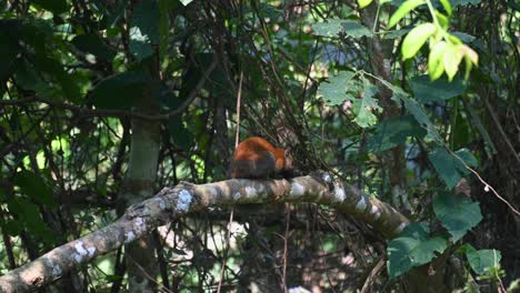 descansando en una rama grande durante un día caluroso y soleado en el bosque mientras se mueve de repente, ardilla de vientre gris callosciurus caniceps, parque nacional khao yai, tailandia