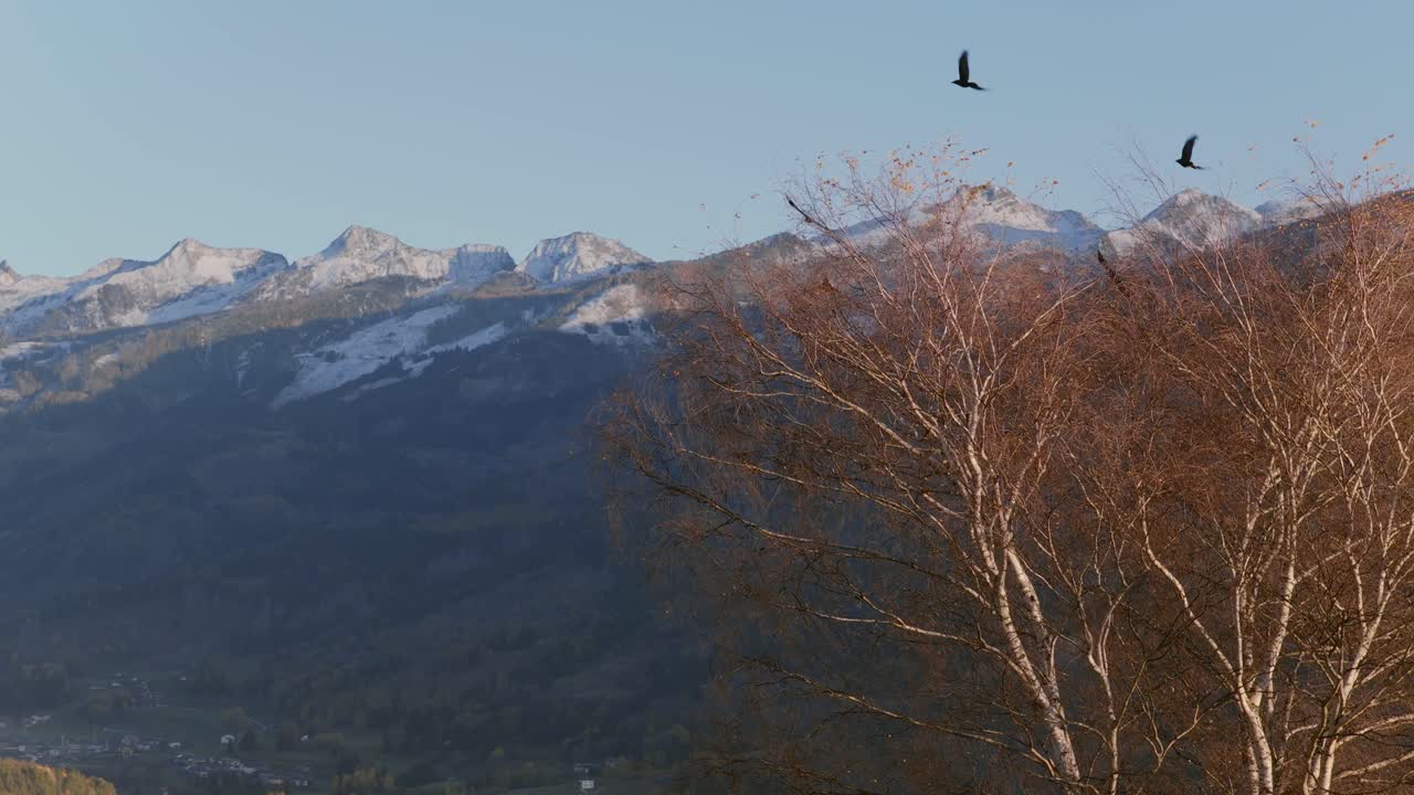 Escena de pájaros volando en el Valle de Fiemme (Val di Fiemme), en la región de Trentino, Italia. Toma aérea en cámara lenta.