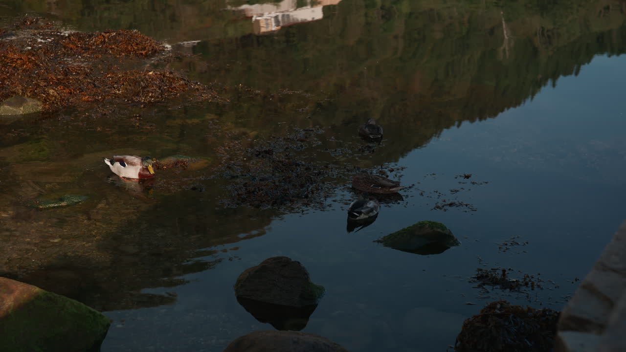 Some ducks relaxing in the water and in the shade on a warm day