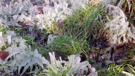 grass covered with ice