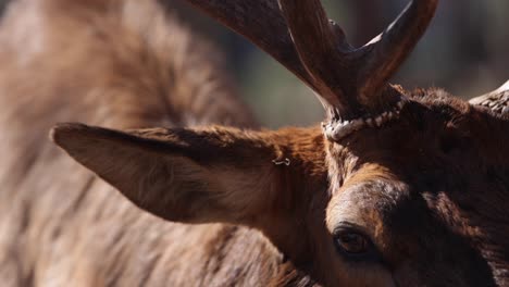 elk bull levanta la cabeza y camina justo en frente del primer plano de la cámara
