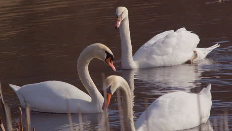 Super slow motion shot of water dripping from one swan feeding at dawn