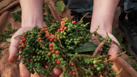 Primer-Plano-De-Cultivos-Orgánicos-No-Transgénicos,-Fondo-Del-Concepto-De-Agricultura-Orgánica,-Granos-De-Pimienta