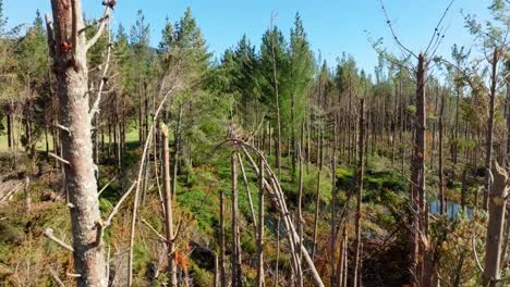 Aerial-view-over-pine-trees-damaged-by-cyclone