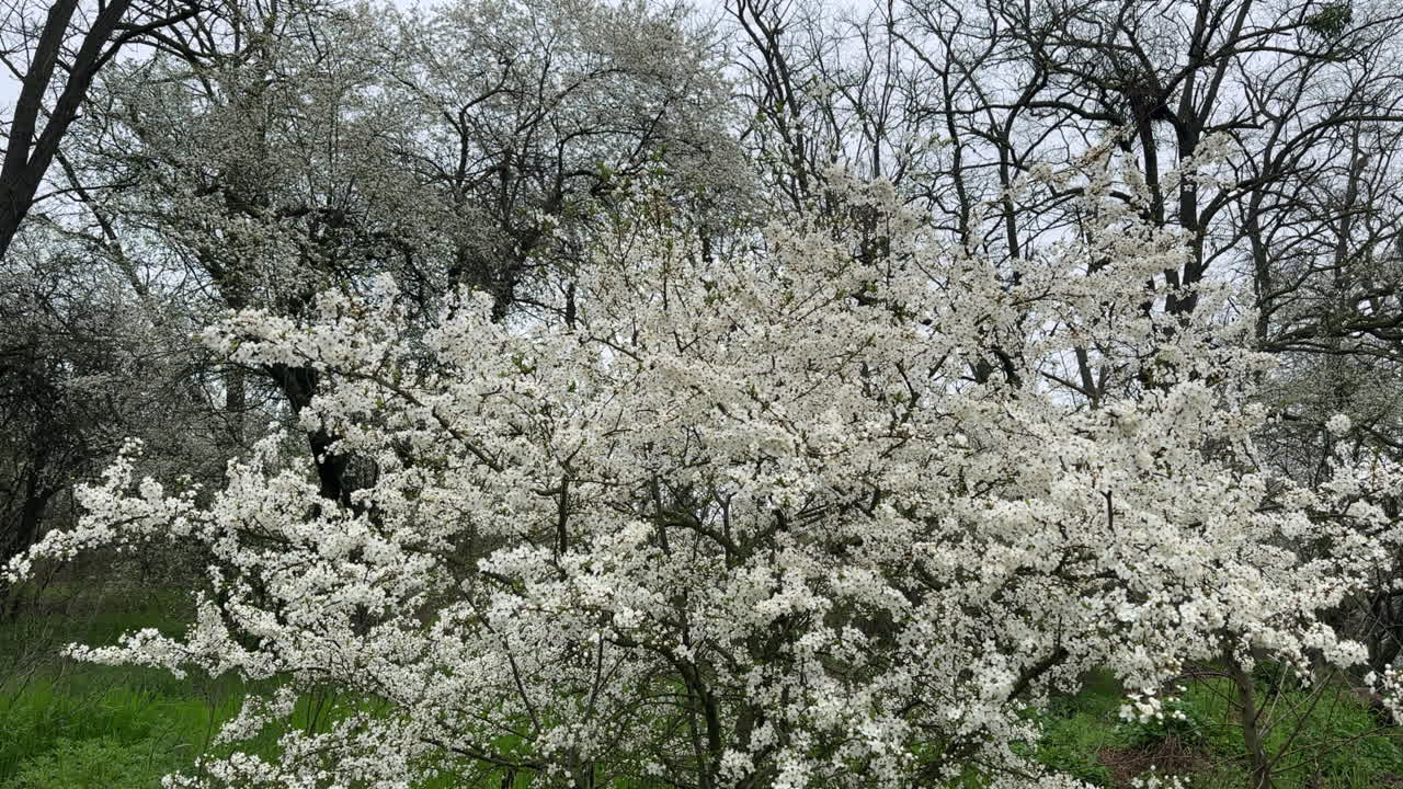 Lovely fruit trees in white blossom. Spring gloomy day in the blooming orchard. Fresh green grass under the trees.