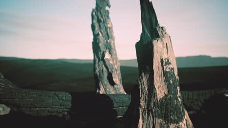 logs and trunks after the forest fire