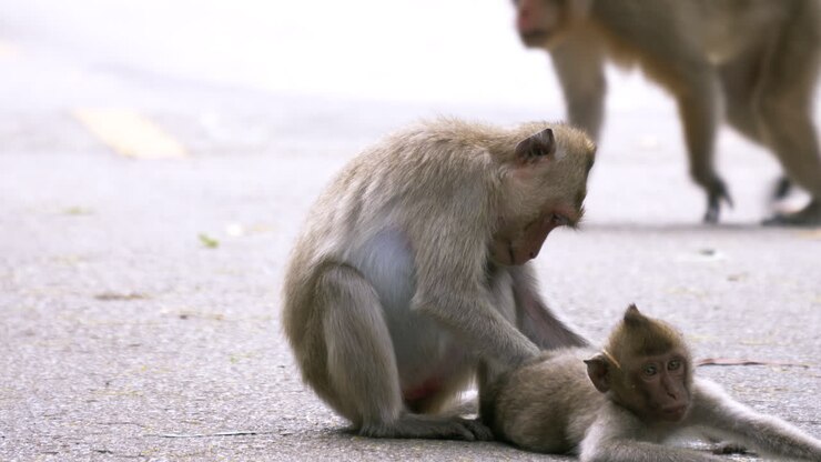 Wild monkeys are on the ground and they are resting