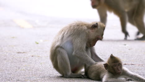 wild monkeys are on the ground and they are resting