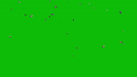 visual effects, vfx, butterflies flying from above on green screen 3d animation