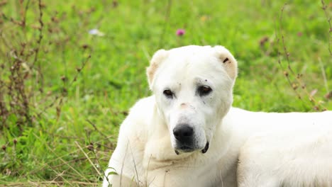 Closeup-Portrait-Of-White-Central-Asian-Shepherd-Dog-Resting-On-Grass-Field