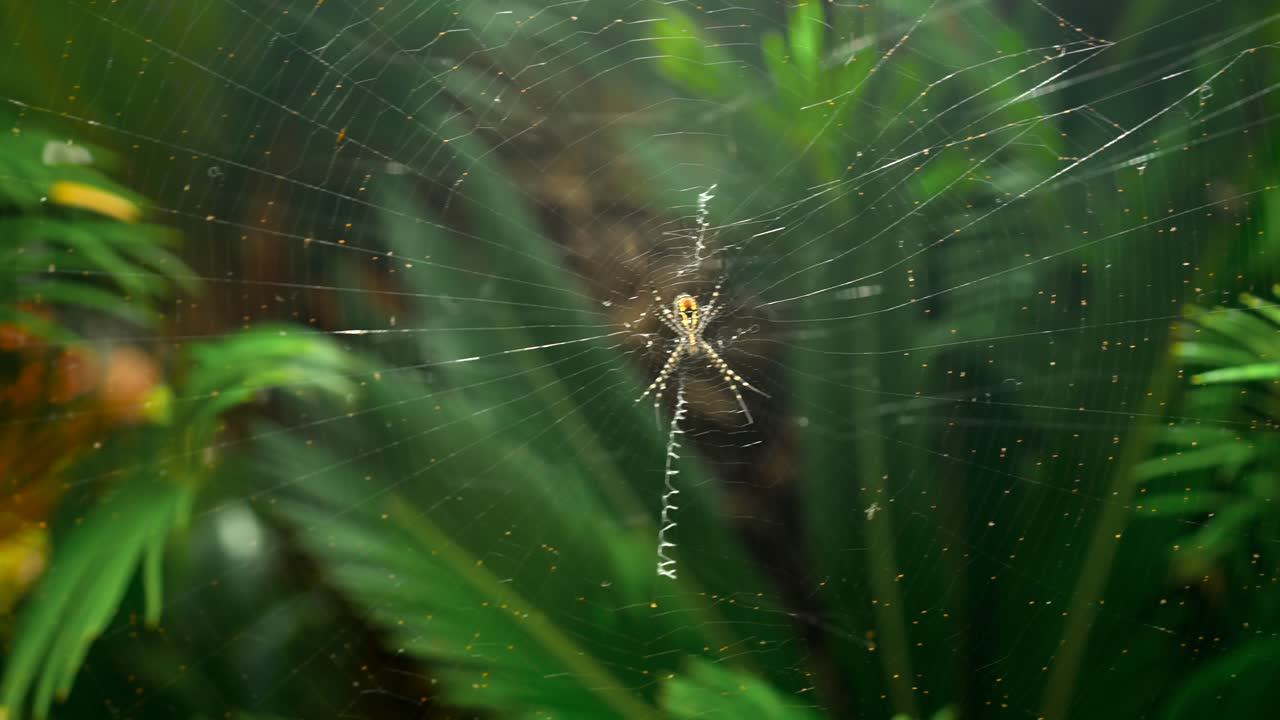las imágenes fueron filmadas en madeira, portugal, en el jardín tropical de monte palace.