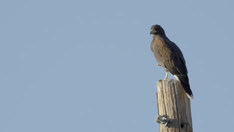 gevaarlijke havikvogel zit op een houten paal op winderige dag