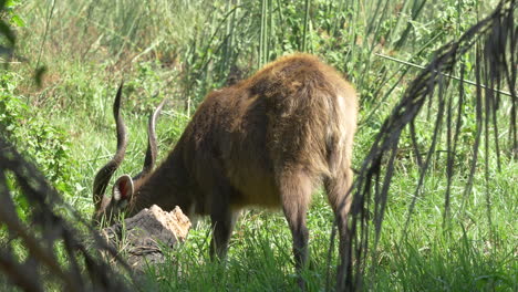 unsuspicious antelope grazing in the woods on a sunny day