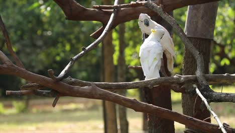 beautiful of two white cockatoo, sulphur crested cockatoo