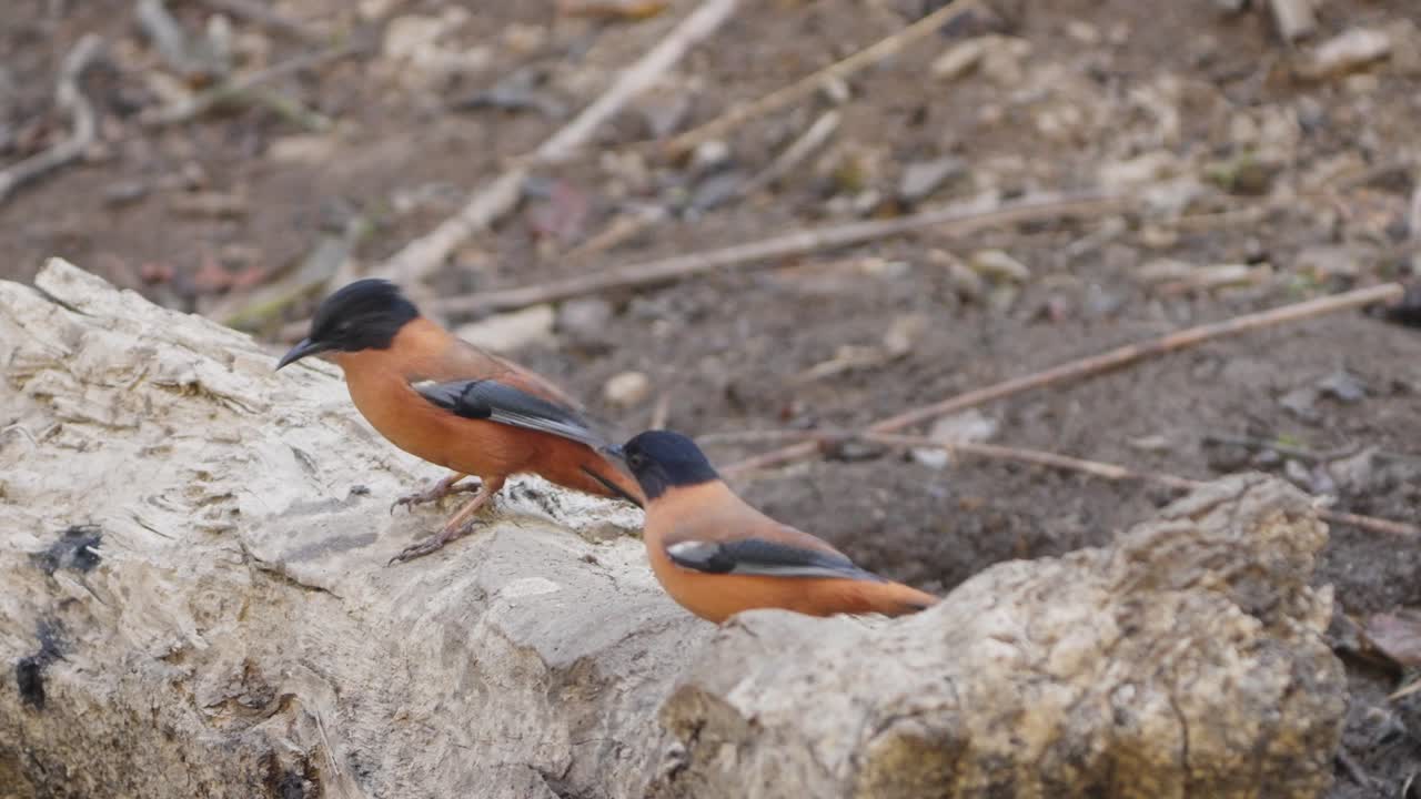 Rufous Sibia bird in nepal