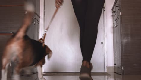 beagle being taken for a walk, wooden door to apartment hall
