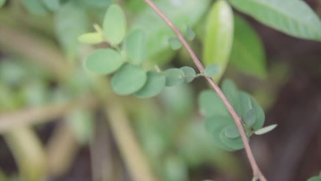 Un-Primer-Plano-De-Un-Eucalipto-De-árbol-De-Goma