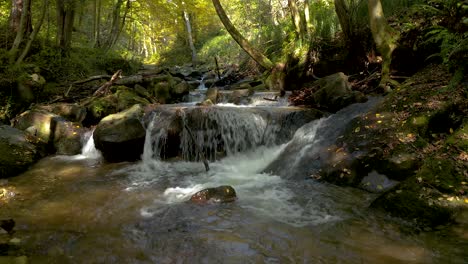 Crystalline-creek-course-through-the-green-forest-in-the-daylight-at-Bistriski-Vintgar-Slovenia