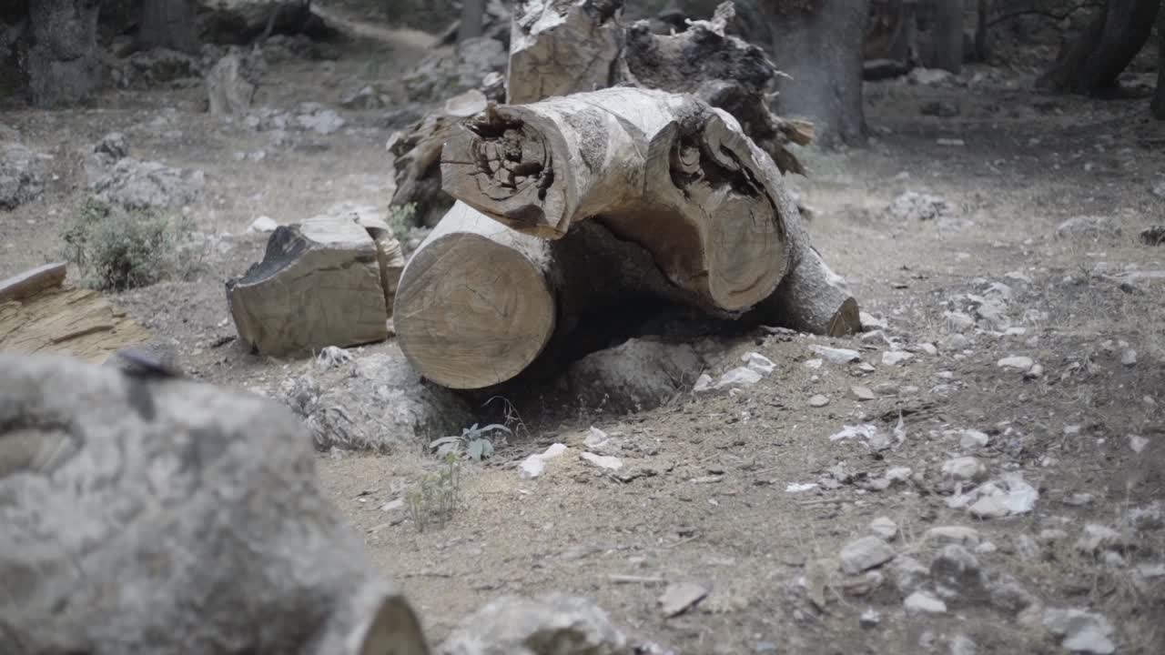 destrucción del árbol del bosque cortado para hacer una carretera - cámara lenta