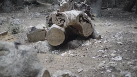 Zerstörung-Des-Waldbaums,-Der-Zur-Herstellung-Einer-Straße-Gefällt-Wurde---Zeitlupe