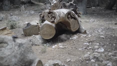 destrucción del árbol del bosque cortado para hacer una carretera - cámara lenta